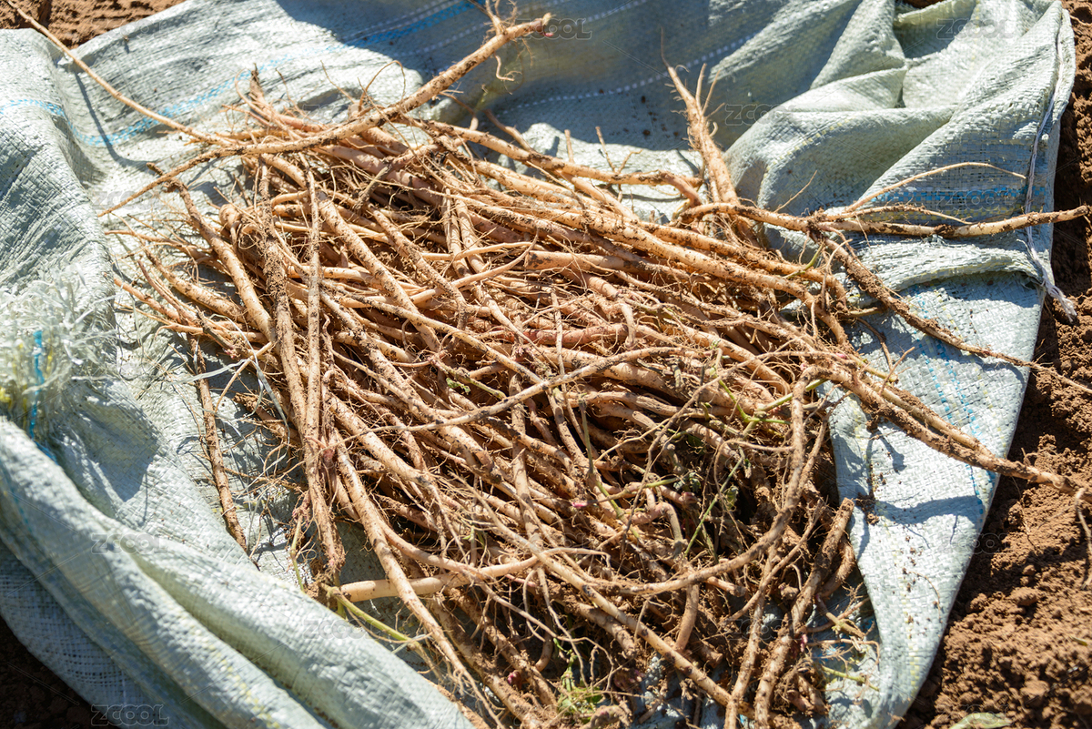 內(nèi)蒙古赤峰桔梗藥材種植基地（主預(yù)覽-12255985） - 未分類 - 站酷設(shè)計(jì)師GiannCheng原創(chuàng)素材 - 站酷ZCOOL