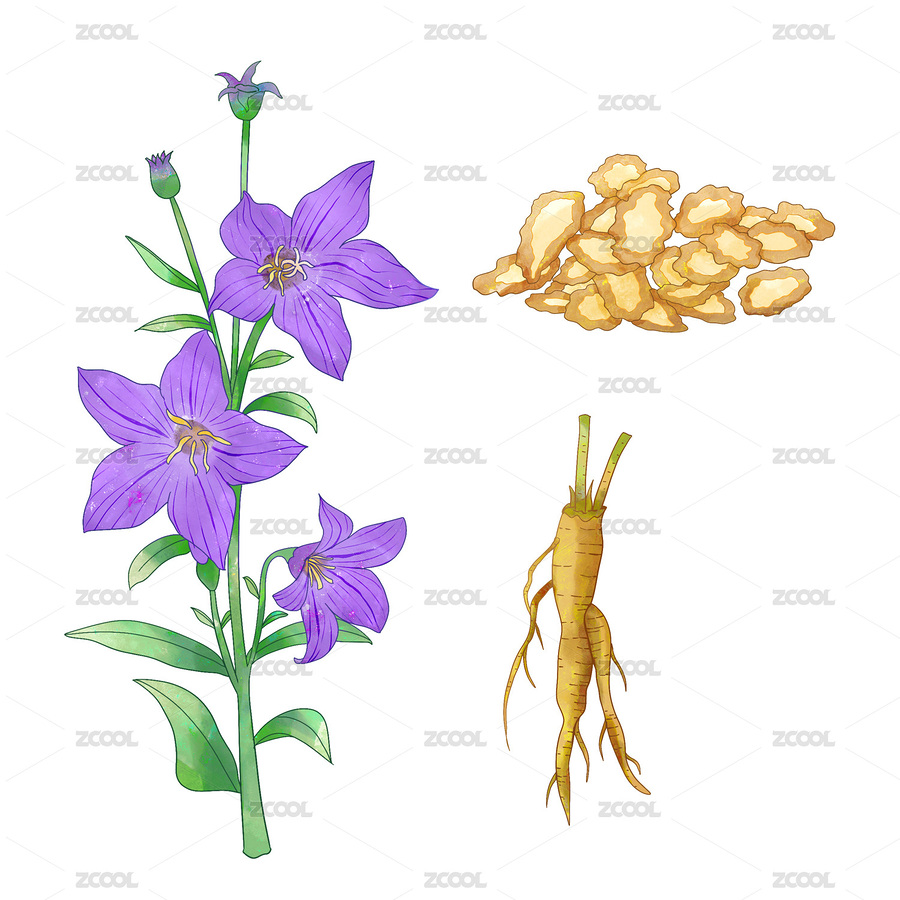 手繪水彩中藥藥材桔梗插畫（主預(yù)覽-2659590） - 未分類 - 站酷設(shè)計師萌萌的小姐姐原創(chuàng)素材 - 站酷ZCOOL