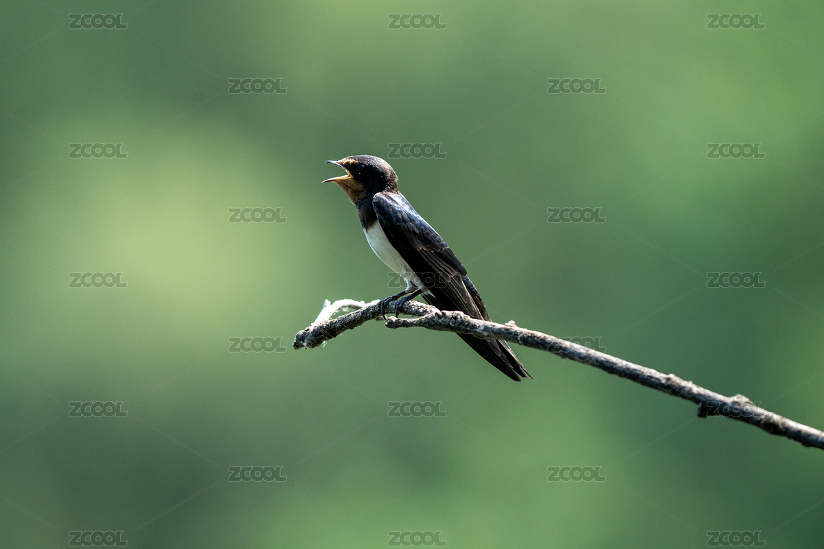 樹(shù)枝上的家燕特寫(xiě)（主預(yù)覽-10554089） - 未分類 - 站酷設(shè)計(jì)師知北游啊原創(chuàng)素材 - 站酷ZCOOL