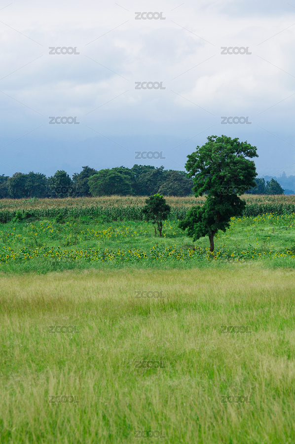 非洲-坦桑尼亞鄉(xiāng)下的田野（主預(yù)覽-7624946） - 未分類 - 站酷設(shè)計師杜風(fēng)彥原創(chuàng)素材 - 站酷ZCOOL