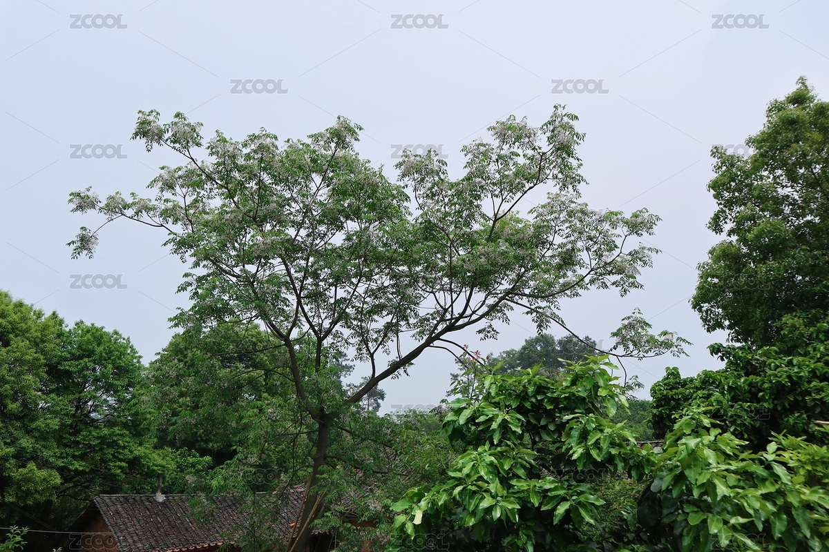 苦楝花開（主預(yù)覽-8811502） - 未分類 - 站酷設(shè)計師小夏在路上原創(chuàng)素材 - 站酷ZCOOL