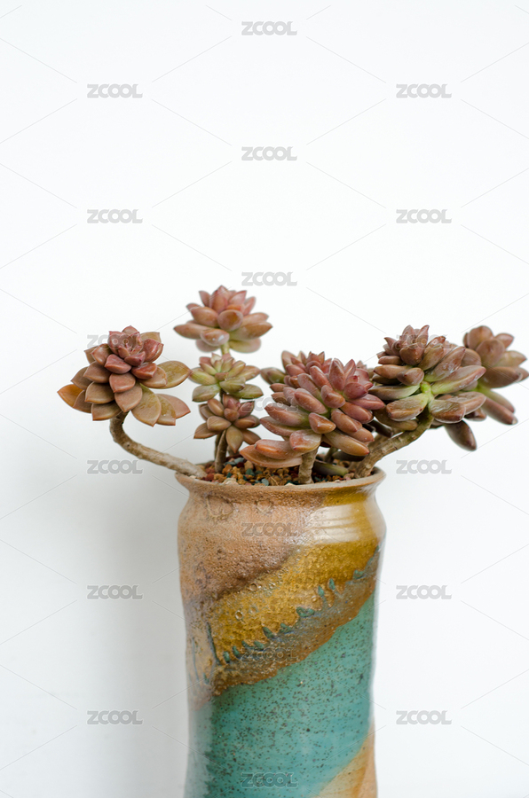 多肉（主预览-7535182） - 未分类 - 站酷设计师满丁原创素材 - 站酷ZCOOL