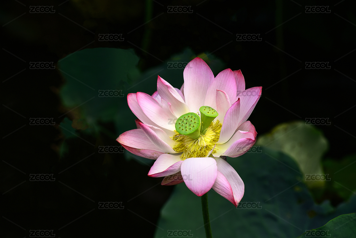 陽光下盛開的粉色并蒂蓮（主預(yù)覽-9016861） - 未分類 - 站酷設(shè)計(jì)師群之輝視覺原創(chuàng)素材 - 站酷ZCOOL