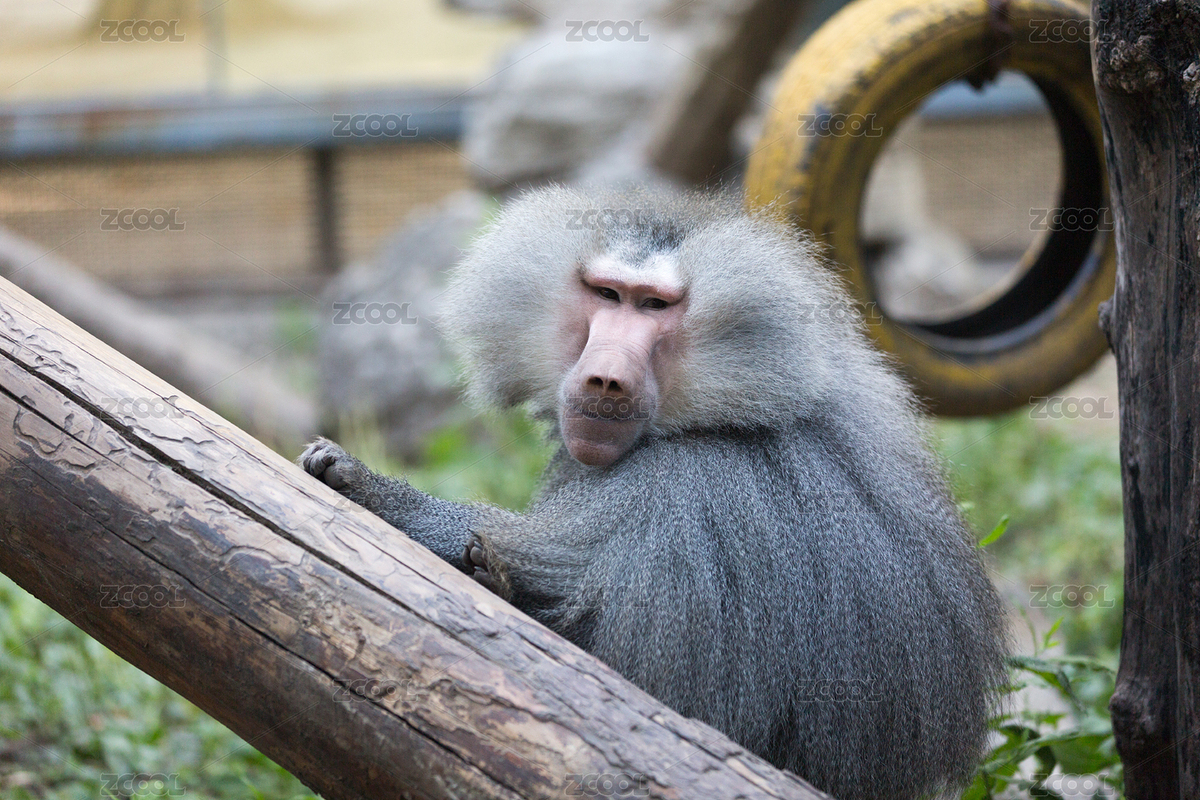 北京動(dòng)物園的雄性阿拉伯狒狒（主預(yù)覽-5620815） - 未分類 - 站酷設(shè)計(jì)師賀四喜原創(chuàng)素材 - 站酷ZCOOL