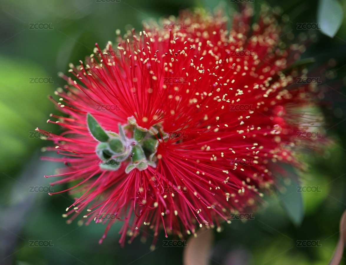 红千层花特写（主预览-6162134） - 未分类 - 站酷设计师长草颜来了原创素材 - 站酷ZCOOL