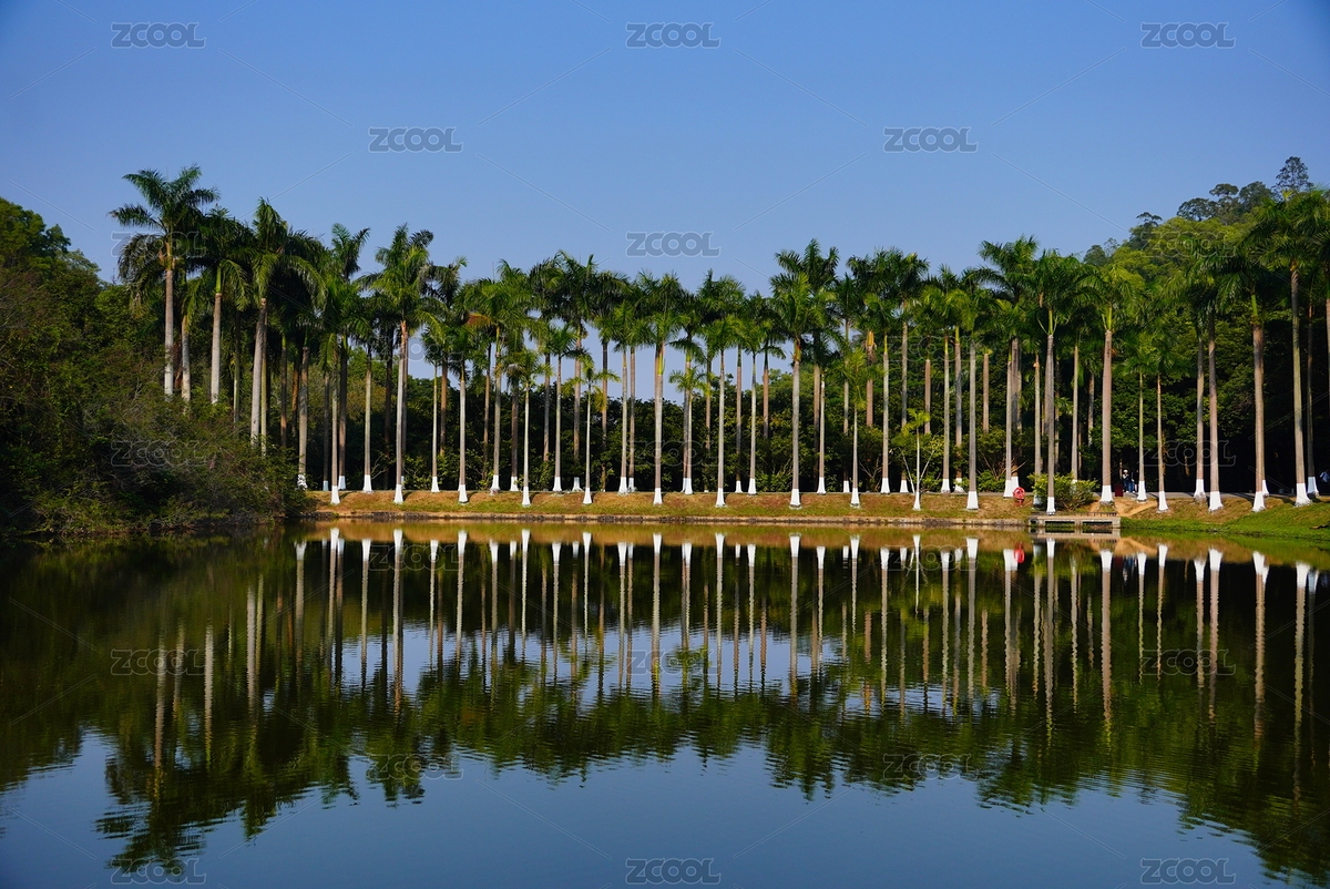 一排棕櫚樹與在水中的倒影（主預(yù)覽-12530024） - 未分類 - 站酷設(shè)計(jì)師mXf6evZWM5原創(chuàng)素材 - 站酷ZCOOL