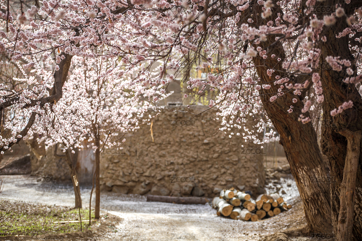 杏花村（主預(yù)覽-5090580） - 未分類 - 站酷設(shè)計(jì)師bao1226原創(chuàng)素材 - 站酷ZCOOL