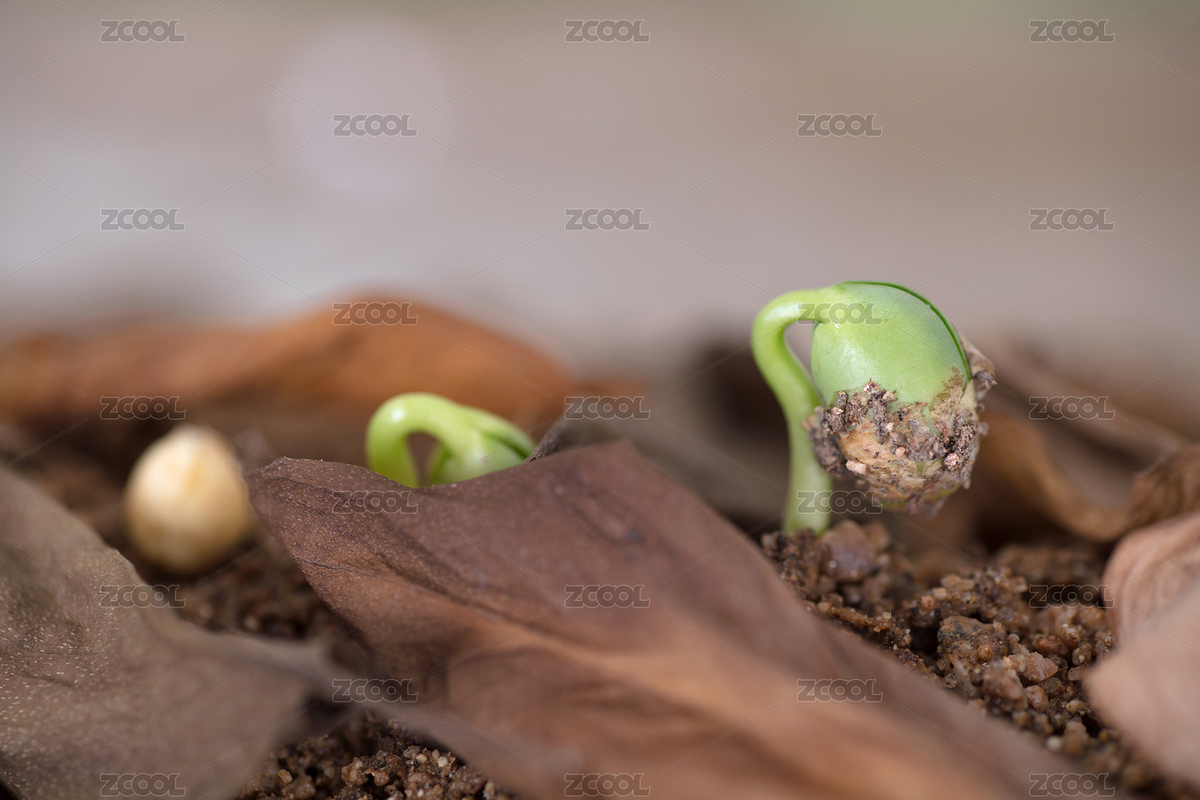 枯葉覆蓋下一粒黃豆生長過程（主預(yù)覽-3271186） - 未分類 - 站酷設(shè)計(jì)師小羽怪原創(chuàng)素材 - 站酷ZCOOL