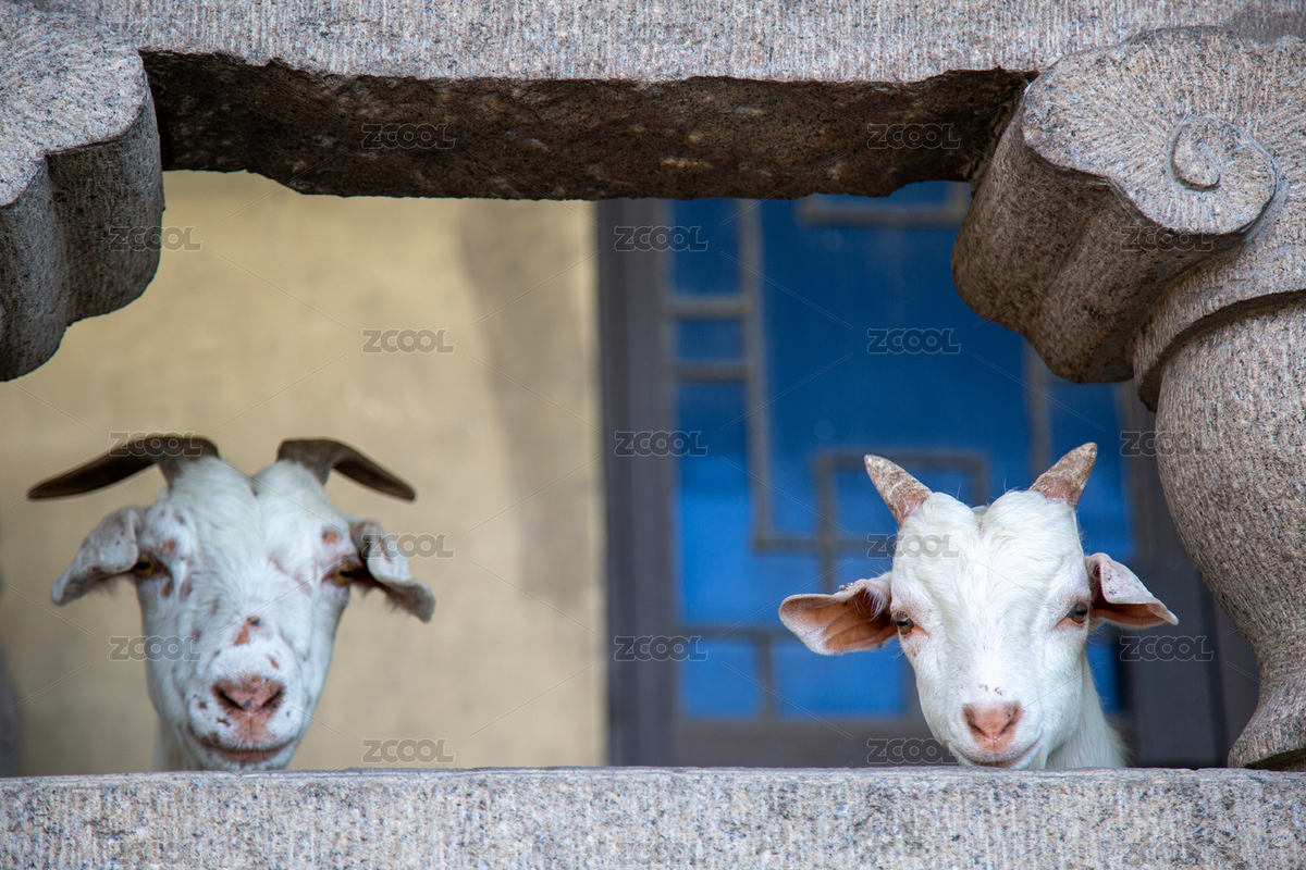 石欄后探頭張望白色山羊特寫（主預(yù)覽-11173533） - 未分類 - 站酷設(shè)計(jì)師音樂星空在蘇州原創(chuàng)素材 - 站酷ZCOOL