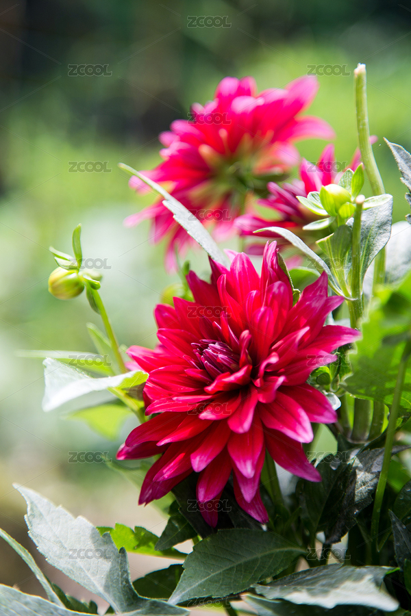 夏天盛开的绿色背景的大红色花卉特写微距（主预览-6248529） - 未分类 - 站酷设计师Jacben原创素材 - 站酷ZCOOL