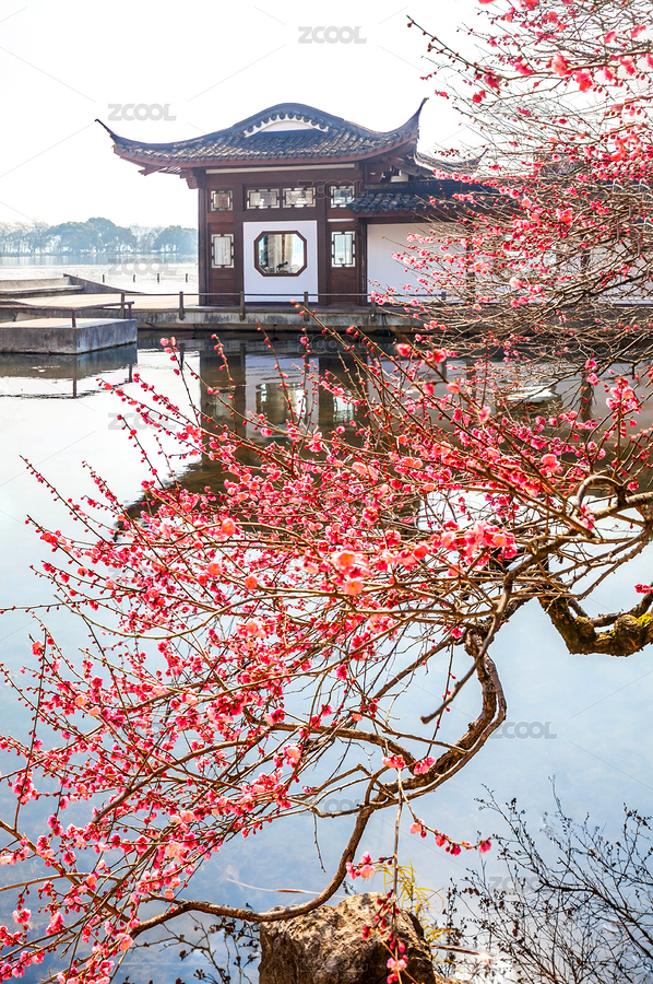 杭州西湖曲院风荷梅花（主预览-3374330） - 未分类 - 站酷设计师茄子小两口原创素材 - 站酷ZCOOL