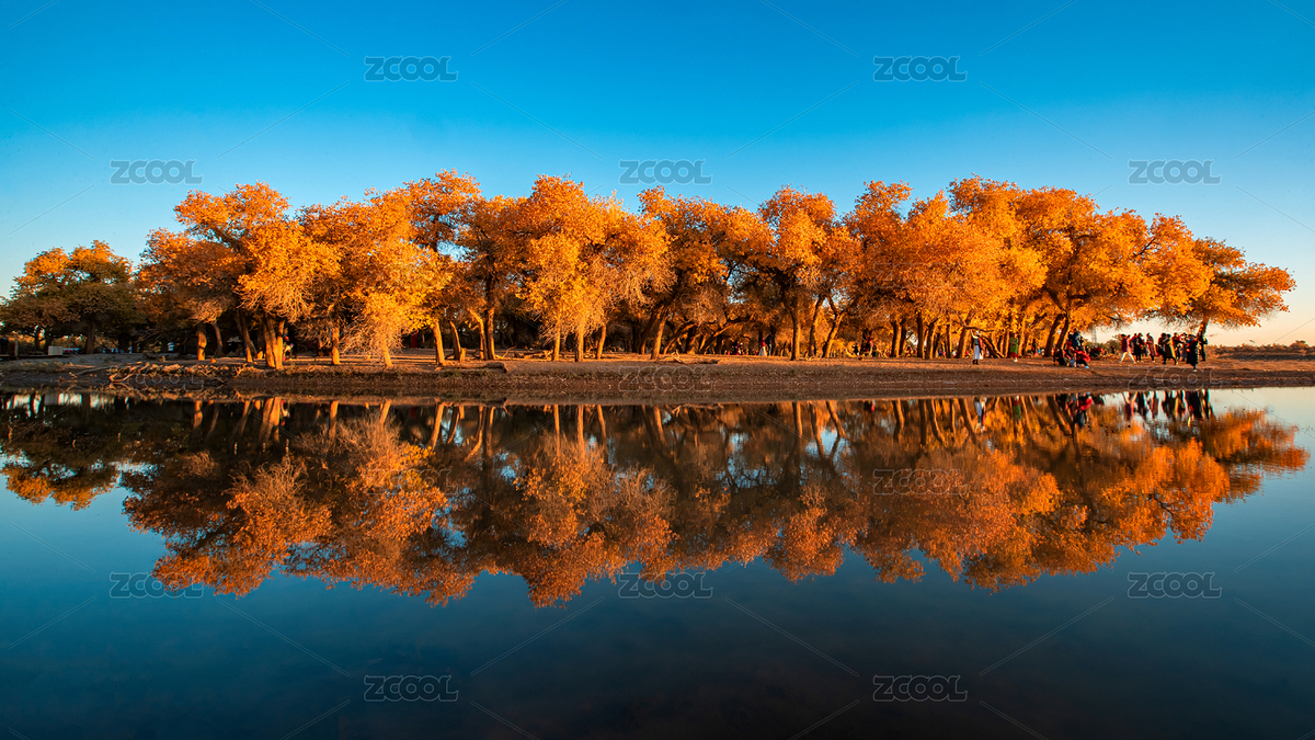 额济纳旗胡杨林晨/额济纳旗胡杨林日出（主预览-4312871） - 未分类 - 站酷设计师陈叶花红原创素材 - 站酷ZCOOL