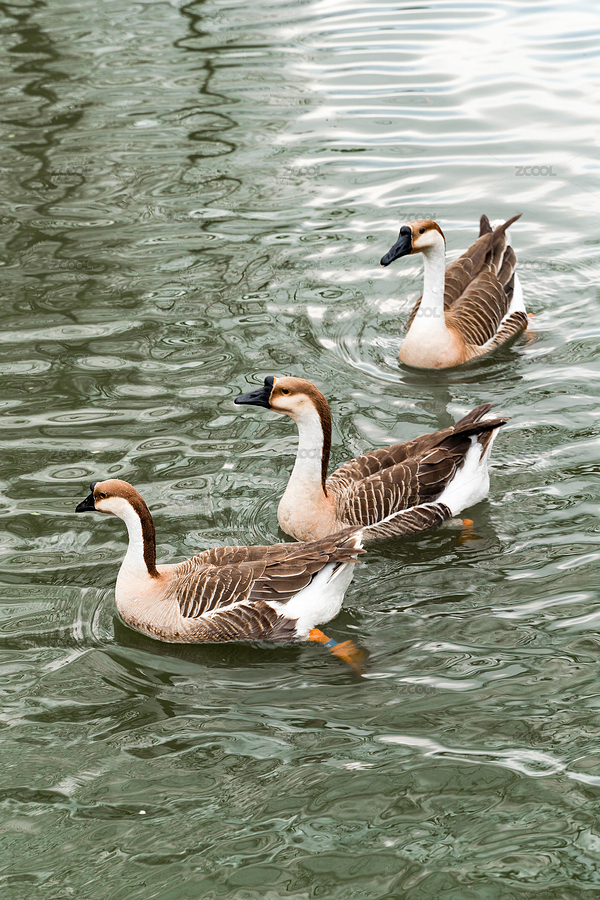 靜謐湖面的鵝群（主預(yù)覽-9553372） - 未分類 - 站酷設(shè)計(jì)師大輝dhui原創(chuàng)素材 - 站酷ZCOOL