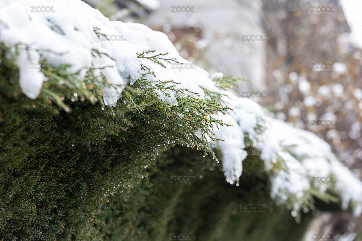 樹枝上正在融化的積雪（主預(yù)覽-507172） - 未分類 - 站酷設(shè)計(jì)師badboydt7原創(chuàng)素材 - 站酷ZCOOL