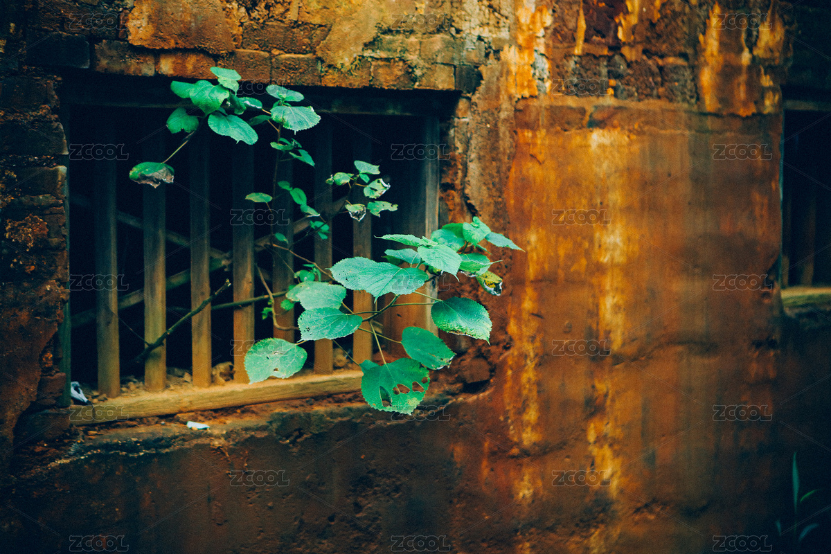 破舊荒蕪的老屋木窗長出植物（主預覽-8102984） - 未分類 - 站酷設計師曇華碎影原創(chuàng)素材 - 站酷ZCOOL