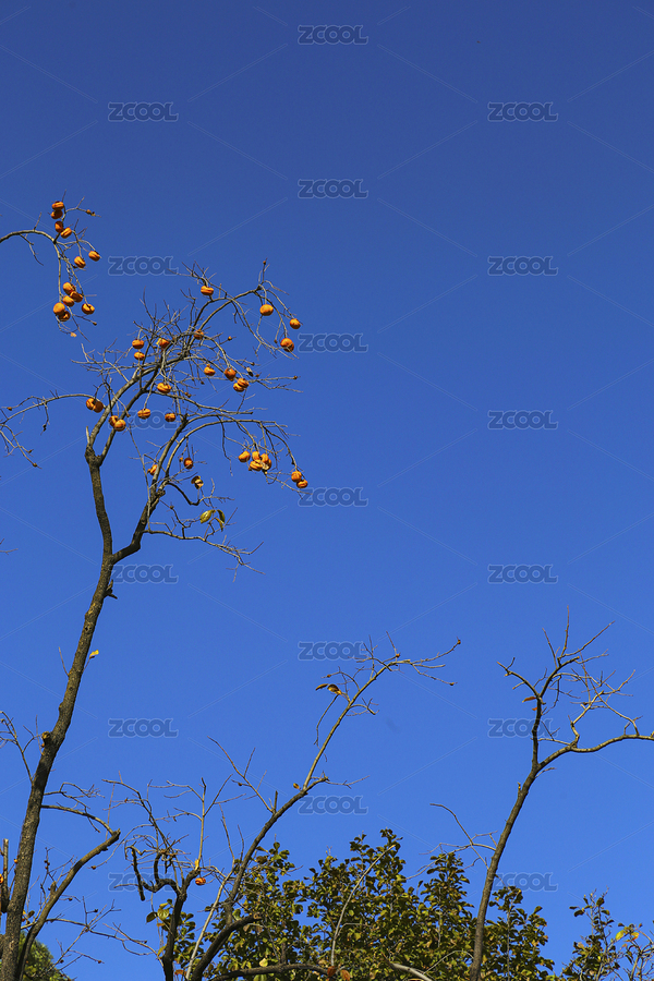 柿子樹（主預覽-5388663） - 未分類 - 站酷設(shè)計師sTO9UK1hXo原創(chuàng)素材 - 站酷ZCOOL