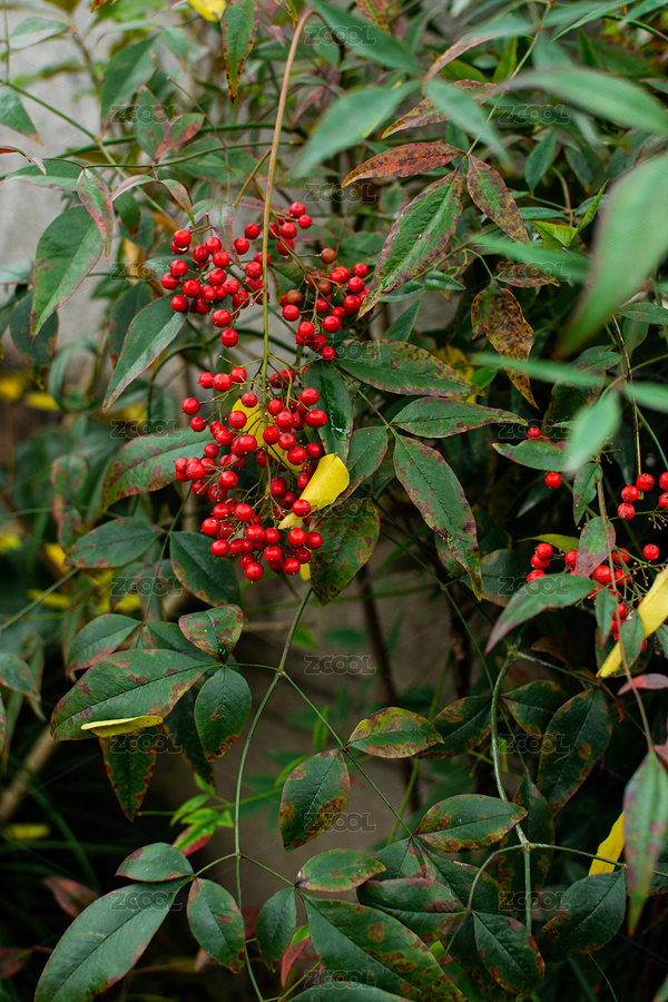 上海古鎮(zhèn)路邊的紅色植物（主預(yù)覽-4756935） - 未分類 - 站酷設(shè)計師Paul870214原創(chuàng)素材 - 站酷ZCOOL