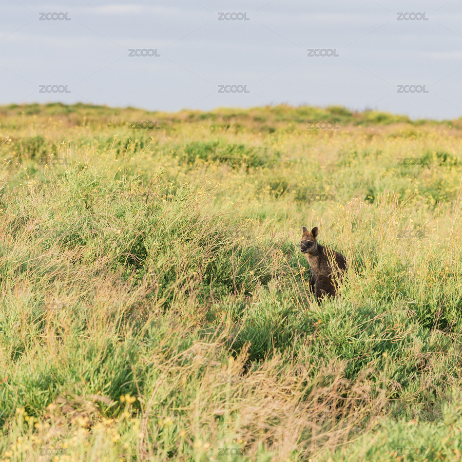 袋鼠（主預覽-7885894） - 未分類 - 站酷設計師澤熙seacen原創(chuàng)素材 - 站酷ZCOOL