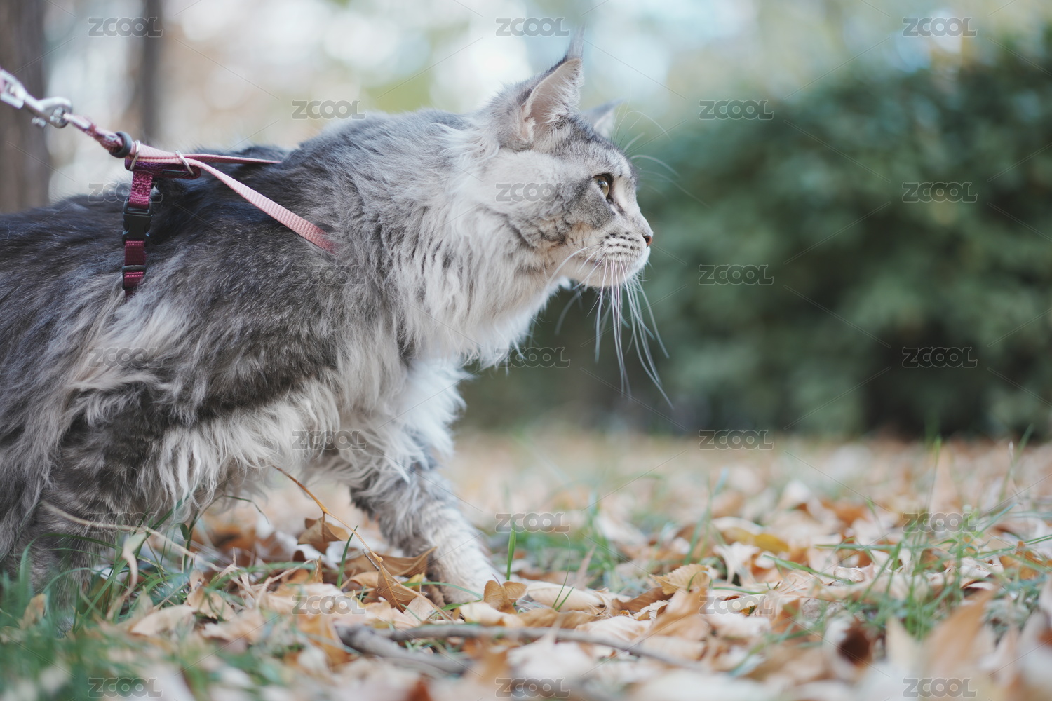 秋天的缅因猫户外玩耍