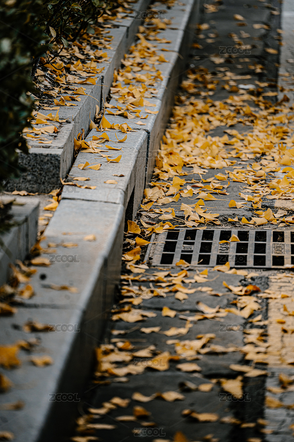 街道邊深秋的銀杏樹（主預(yù)覽-12606773） - 未分類 - 站酷設(shè)計(jì)師Gyx耿耿原創(chuàng)素材 - 站酷ZCOOL