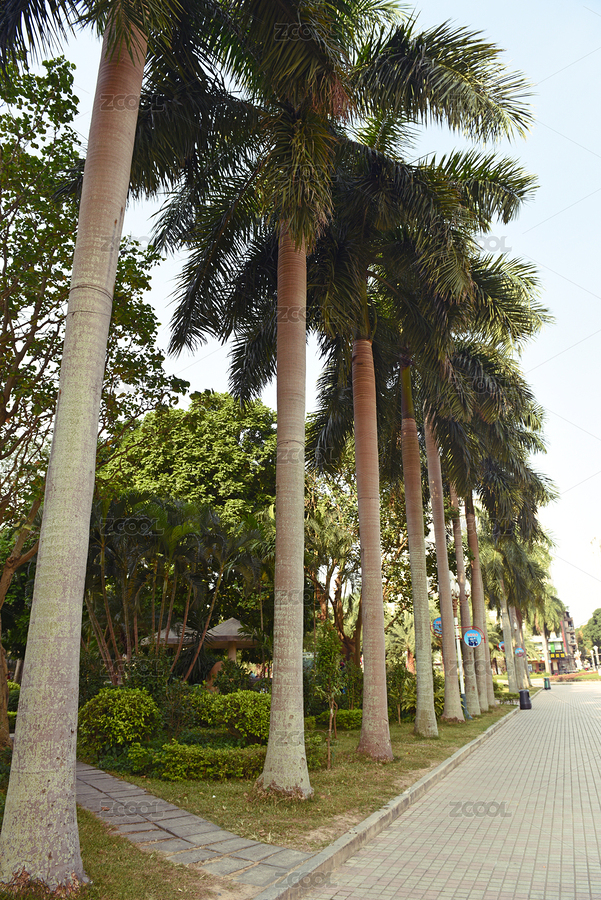 根系發(fā)達(dá)的大王椰（主預(yù)覽-3755044） - 未分類 - 站酷設(shè)計(jì)師羊圈有青草原創(chuàng)素材 - 站酷ZCOOL