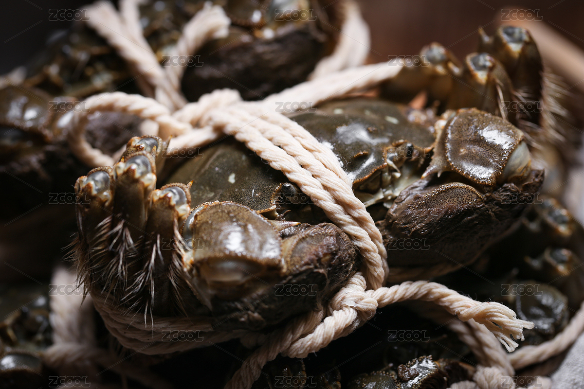 復(fù)古風(fēng)格的中式傳統(tǒng)美食大閘蟹（主預(yù)覽-1151053） - 未分類 - 站酷設(shè)計師luoluoivy原創(chuàng)素材 - 站酷ZCOOL