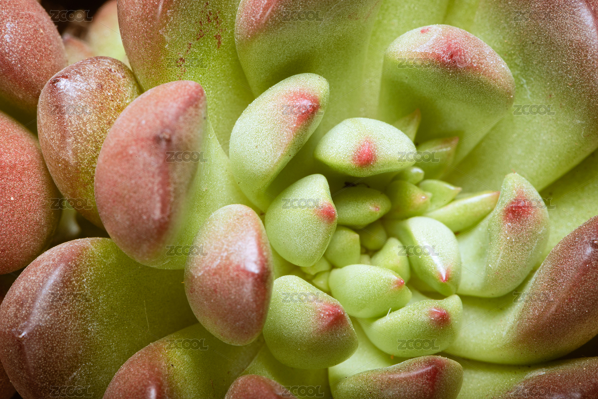 紅寶石綠色多肉植物俯視角度微距背景圖（主預(yù)覽-7099733） - 未分類 - 站酷設(shè)計(jì)師SteveWoolf原創(chuàng)素材 - 站酷ZCOOL