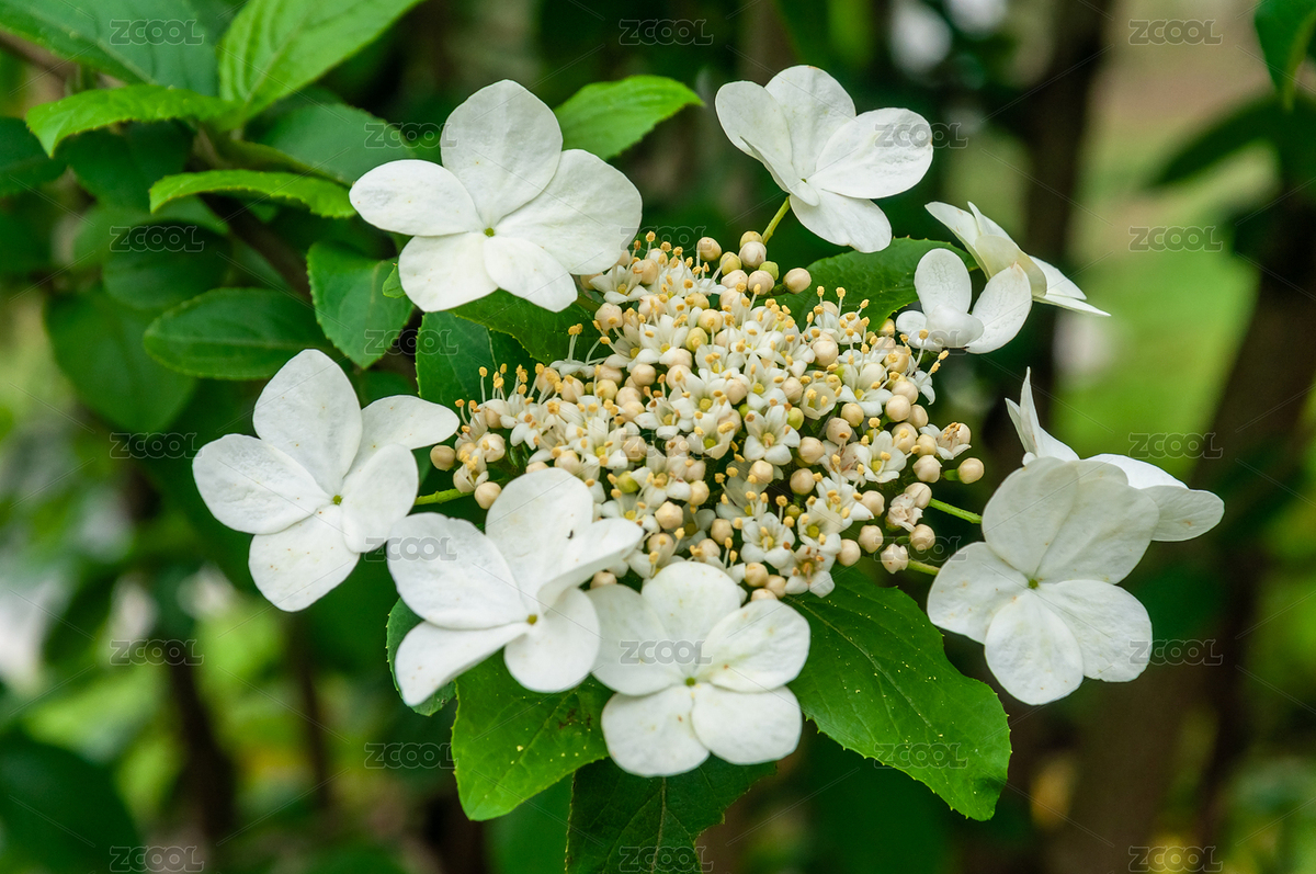 天目瓊花聚八仙莢蓬雞樹條開花（主預(yù)覽-4922441） - 未分類 - 站酷設(shè)計師初睛原創(chuàng)素材 - 站酷ZCOOL