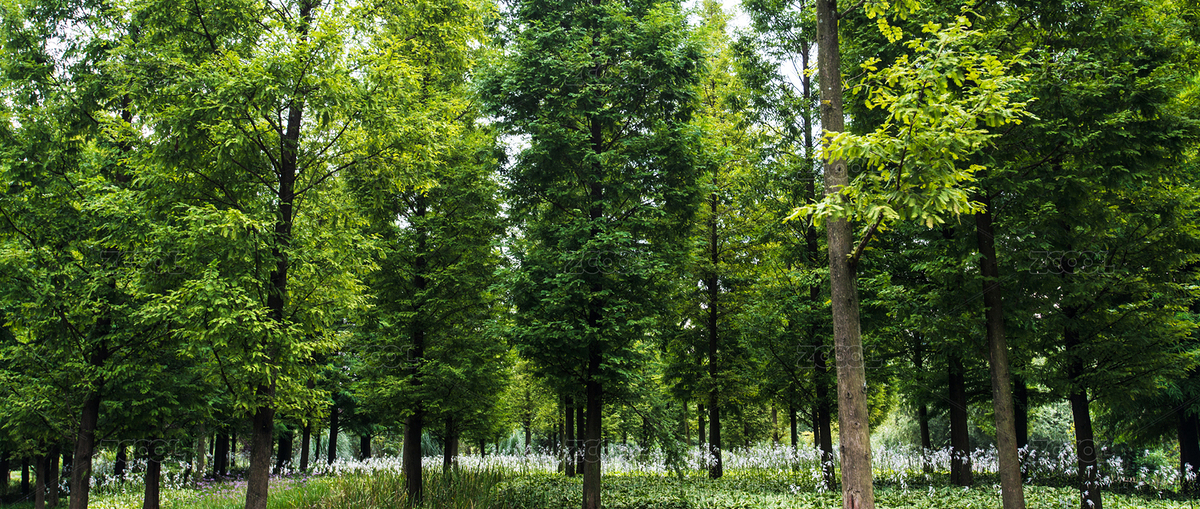 夏天中國貴陽花溪十里河灘的樹林（主預(yù)覽-8216790） - 未分類 - 站酷設(shè)計師尚色墨梅原創(chuàng)素材 - 站酷ZCOOL
