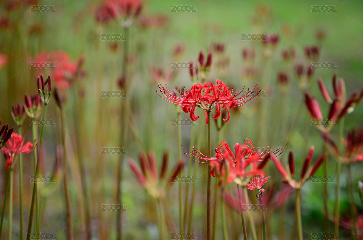 彼岸花（主預(yù)覽-6289995） - 未分類 - 站酷設(shè)計師shuier1978原創(chuàng)素材 - 站酷ZCOOL