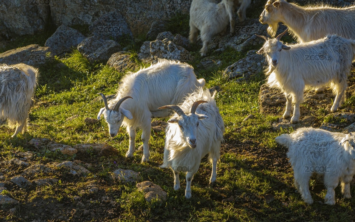 內(nèi)蒙古自治區(qū)赤峰市克什克騰旗大青山羊風(fēng)光（主預(yù)覽-11432064） - 未分類 - 站酷設(shè)計師JuikangHsieh原創(chuàng)素材 - 站酷ZCOOL