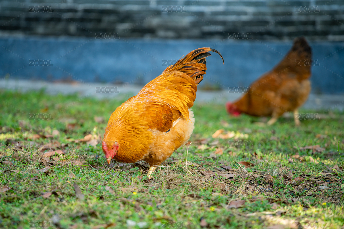 廣東家禽雞（主預(yù)覽-8237104） - 未分類 - 站酷設(shè)計(jì)師吃不胖的Lin原創(chuàng)素材 - 站酷ZCOOL
