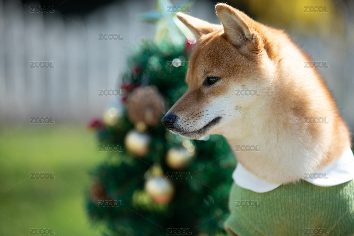 宠物摄影圣诞节的柴犬头部特写（主预览-1925768） - 未分类 - 站酷设计师初小夏夏原创素材 - 站酷ZCOOL