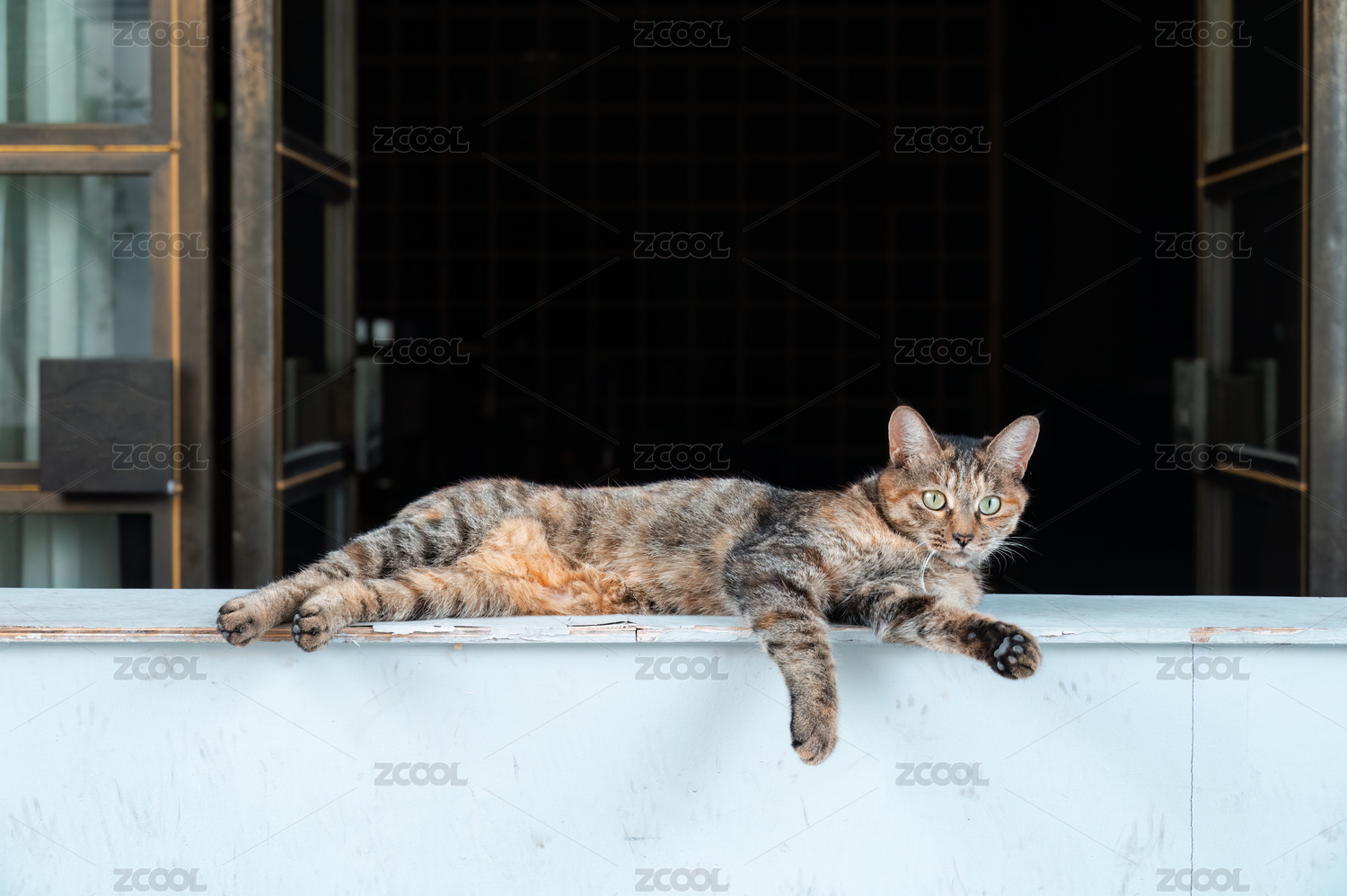 一只躺着的狸花猫