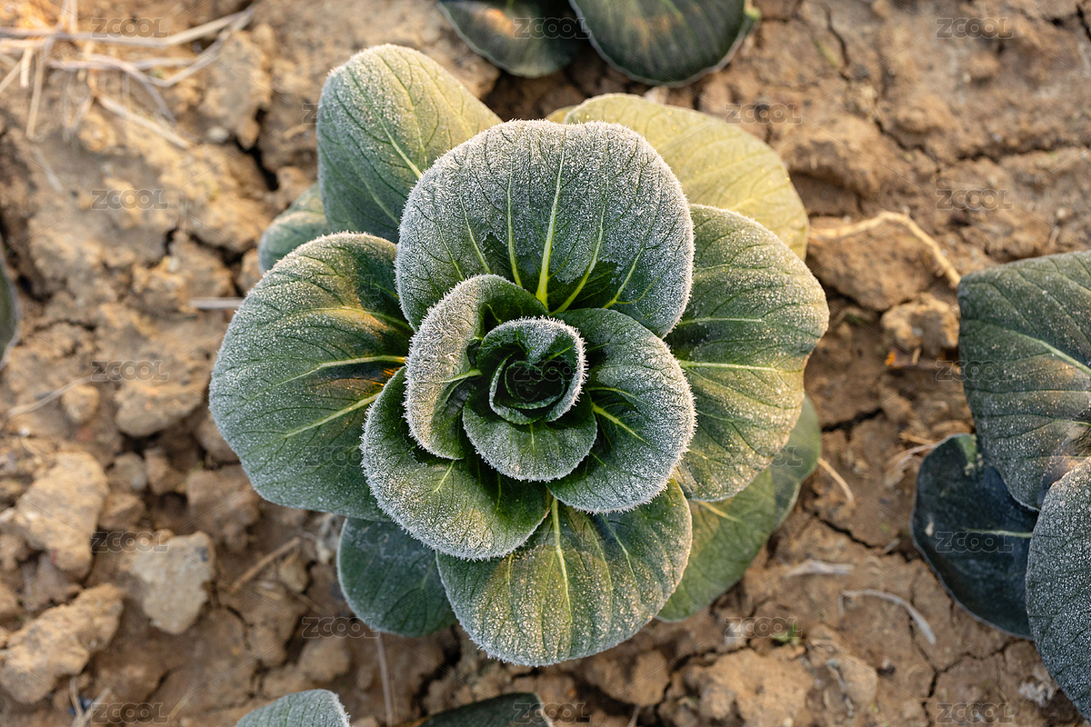 冬天清晨青菜葉上掛滿冬霜（主預(yù)覽-7587049） - 未分類 - 站酷設(shè)計師樂圖影視原創(chuàng)素材 - 站酷ZCOOL