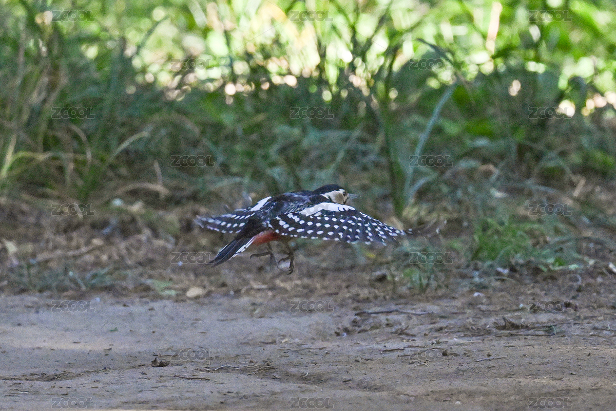 大斑啄木鳥（主預覽-12608581） - 未分類 - 站酷設計師金翅大鵬原創(chuàng)素材 - 站酷ZCOOL