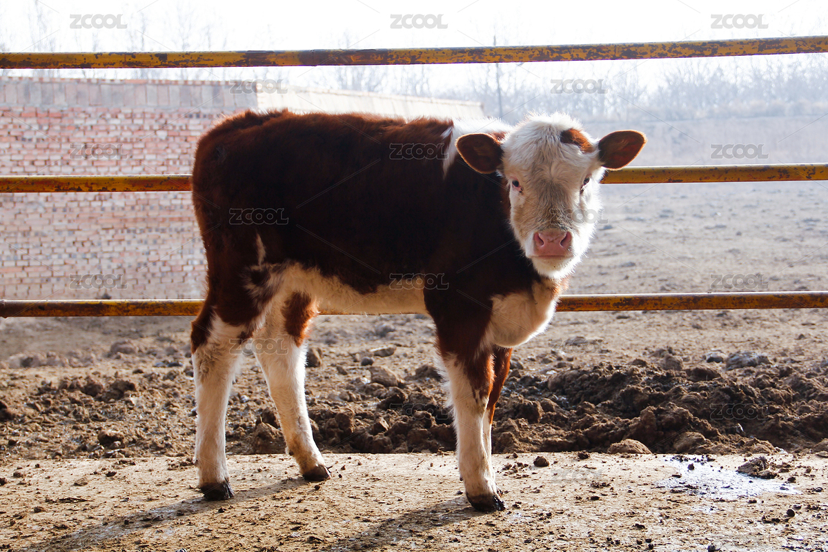 农场栏杆内一头长得像猪的小牛（主预览-7945929） - 未分类 - 站酷设计师杨YQC原创素材 - 站酷ZCOOL