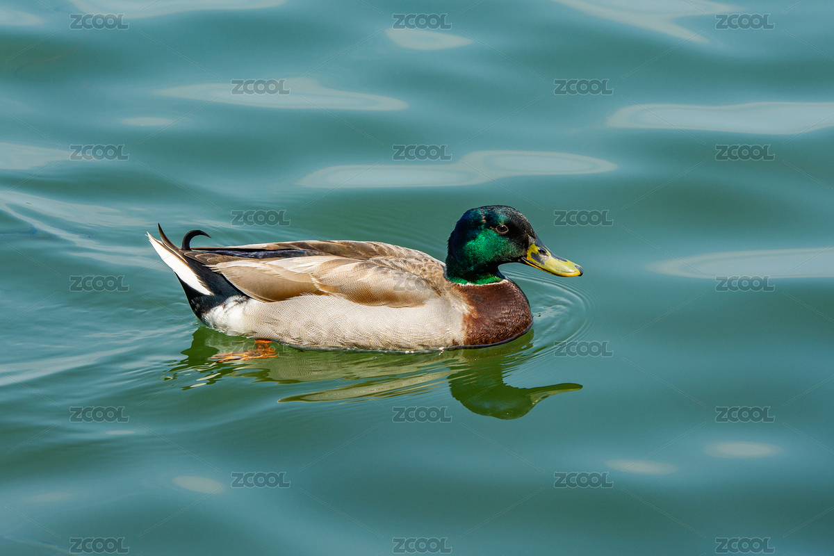 浙江杭州西湖里的綠頭鴨（主預(yù)覽-12316583） - 未分類 - 站酷設(shè)計師漂泊的行攝之旅原創(chuàng)素材 - 站酷ZCOOL