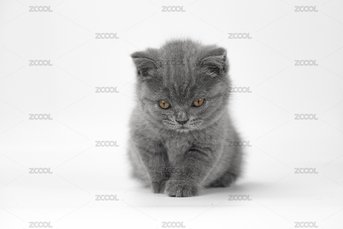 纯色背景前玩耍的蓝猫幼猫（主预览-5377258） - 未分类 - 站酷设计师明明Mindy原创素材 - 站酷ZCOOL