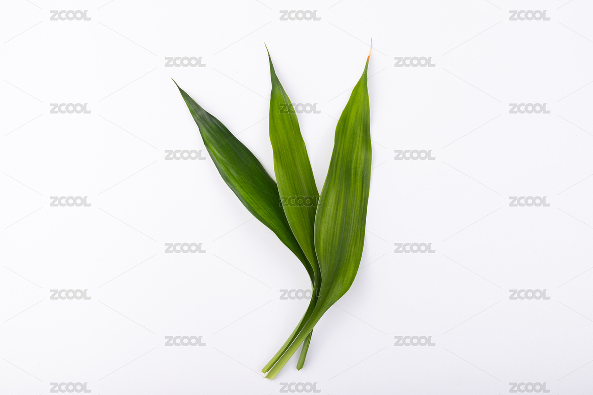 綠色的富貴竹葉子（主預(yù)覽-8980780） - 未分類 - 站酷設(shè)計(jì)師未&來原創(chuàng)素材 - 站酷ZCOOL