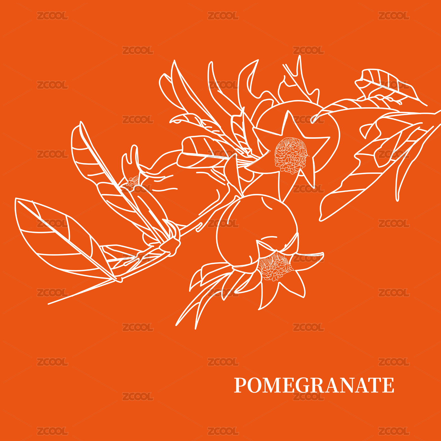 石榴 结果 pomegranate