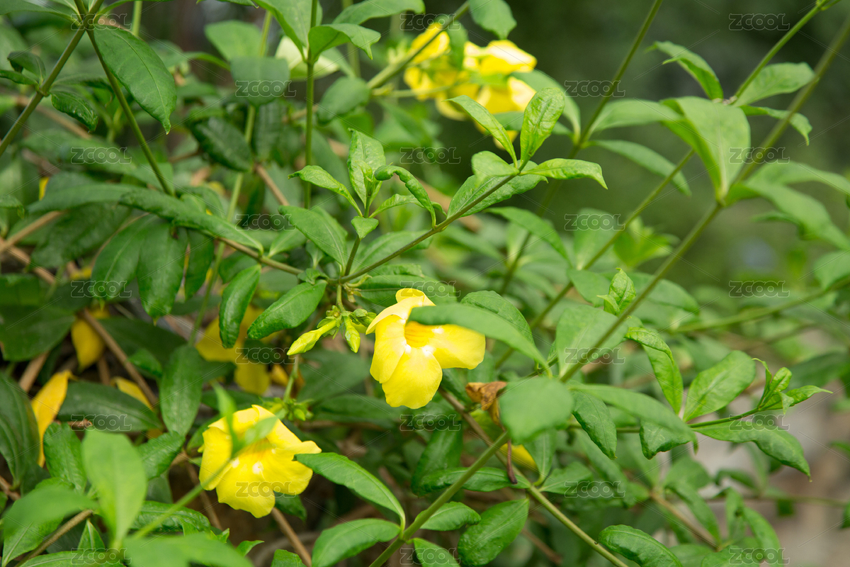 植物園里的軟枝黃蟬（主預(yù)覽-6510777） - 未分類 - 站酷設(shè)計(jì)師南京百滔文化傳媒原創(chuàng)素材 - 站酷ZCOOL