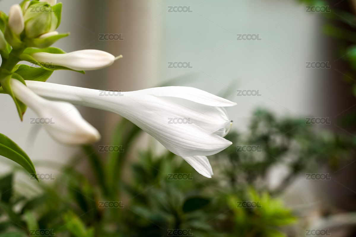 玉簪花、白玉簪、小芭蕉、金銷草、化骨蓮（主預(yù)覽-8954985） - 未分類 - 站酷設(shè)計師愛攝影的魚兒原創(chuàng)素材 - 站酷ZCOOL