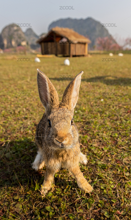 中國(guó)云南文山普者黑兔子（主預(yù)覽-6485509） - 未分類 - 站酷設(shè)計(jì)師Z95589073原創(chuàng)素材 - 站酷ZCOOL