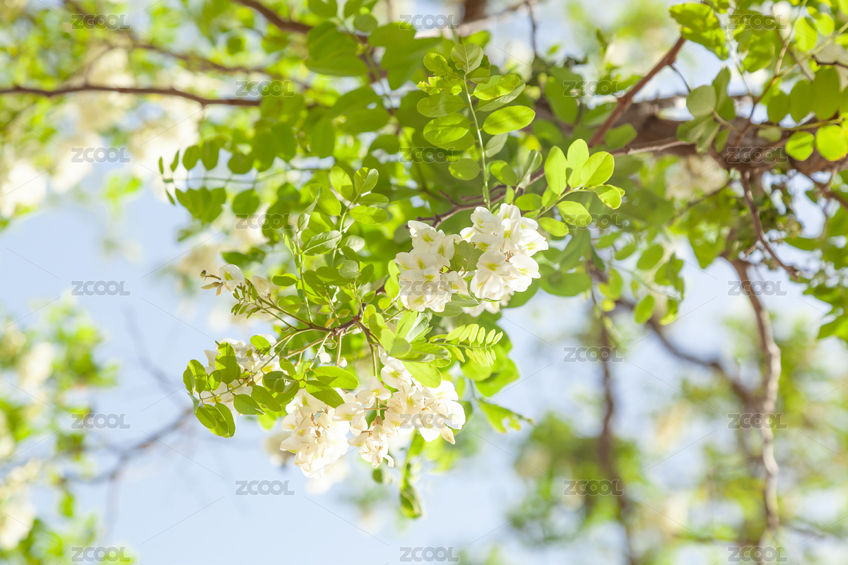 槐樹(shù)開(kāi)花（主預(yù)覽-7613299） - 未分類 - 站酷設(shè)計(jì)師八零后小象原創(chuàng)素材 - 站酷ZCOOL