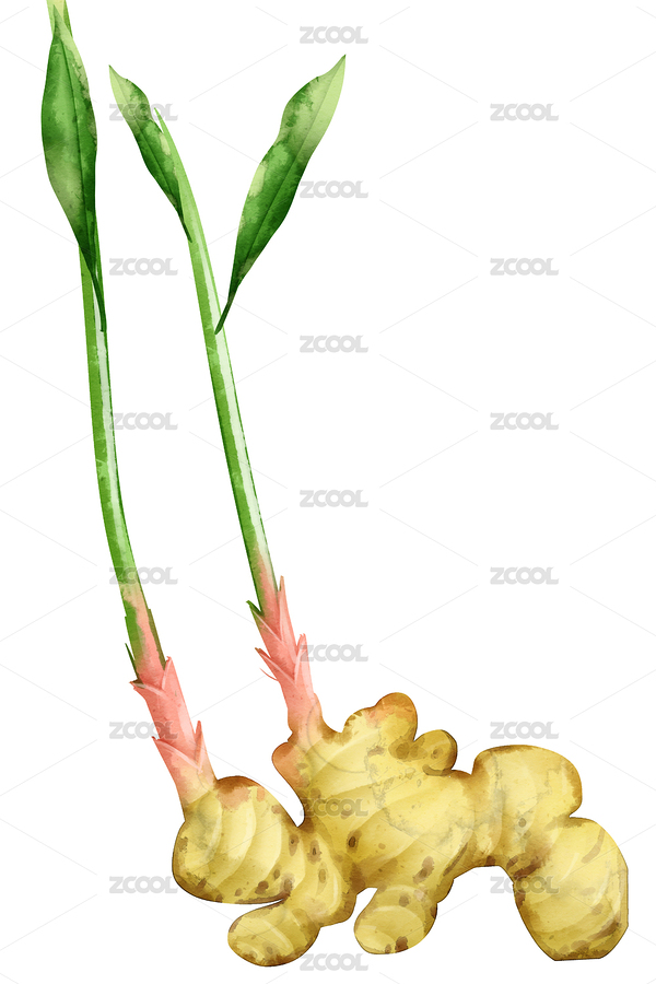 水彩風(fēng)格中草藥植物生姜插畫(huà)元素（主預(yù)覽-7076931） - 未分類 - 站酷設(shè)計(jì)師他山之石hyde原創(chuàng)素材 - 站酷ZCOOL