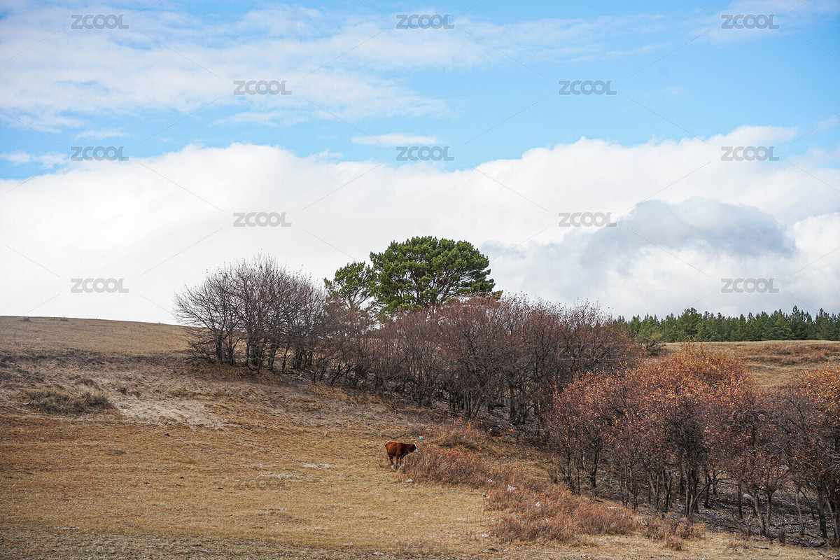 內(nèi)蒙古呼倫貝爾大草原塞外秋日樹林風(fēng)光（主預(yù)覽-8829767） - 未分類 - 站酷設(shè)計師yokowang原創(chuàng)素材 - 站酷ZCOOL