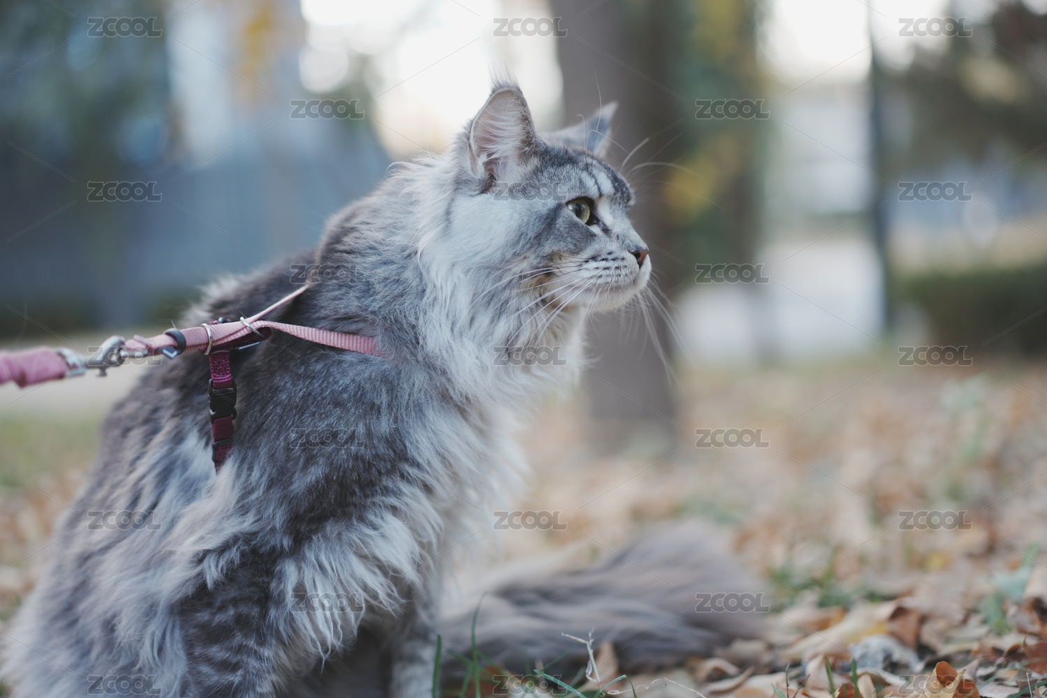 秋天的缅因猫户外玩耍