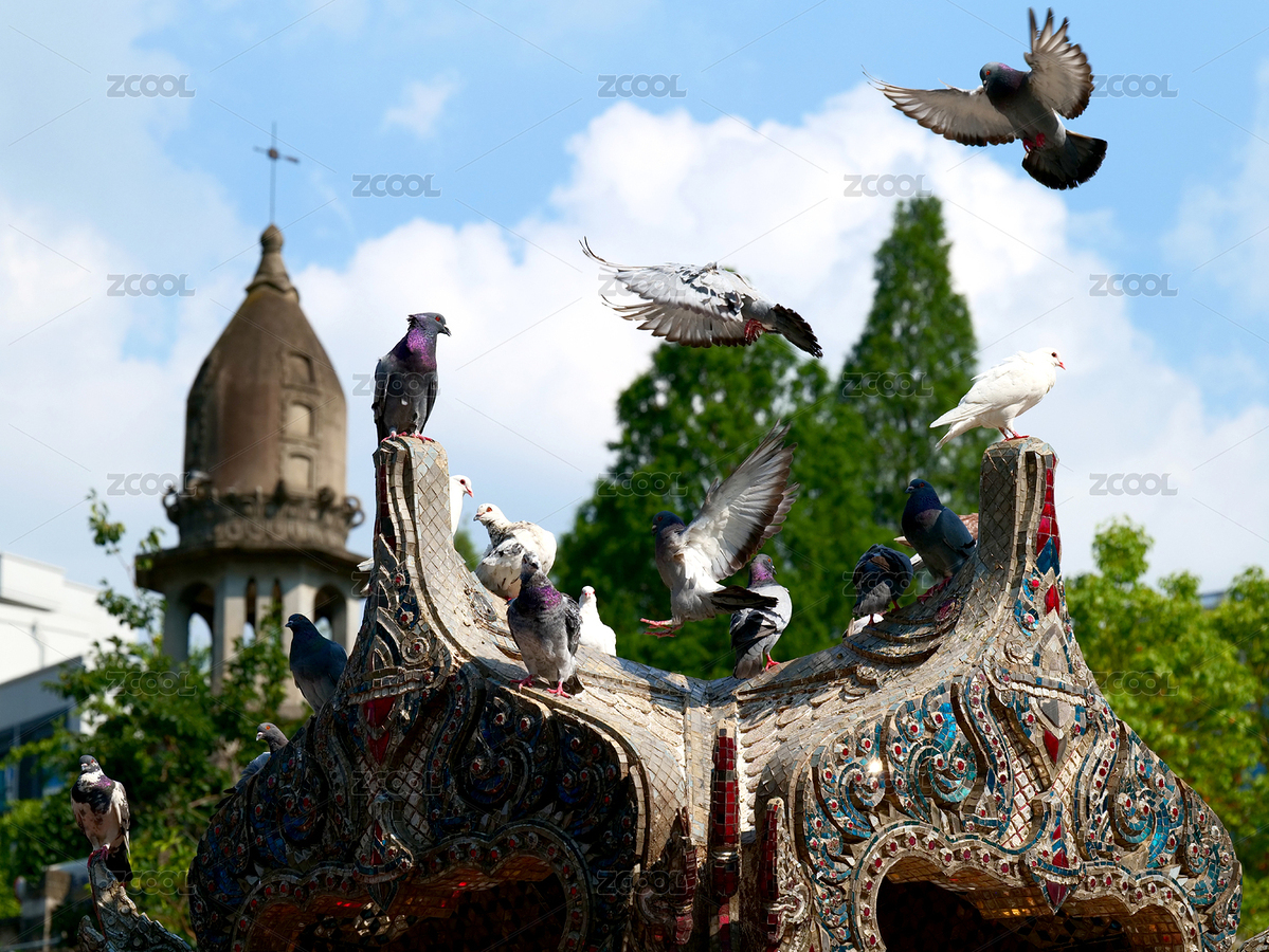 武漢古德寺里棲息的鴿子（主預(yù)覽-11175301） - 未分類 - 站酷設(shè)計(jì)師騎蝸牛超速原創(chuàng)素材 - 站酷ZCOOL