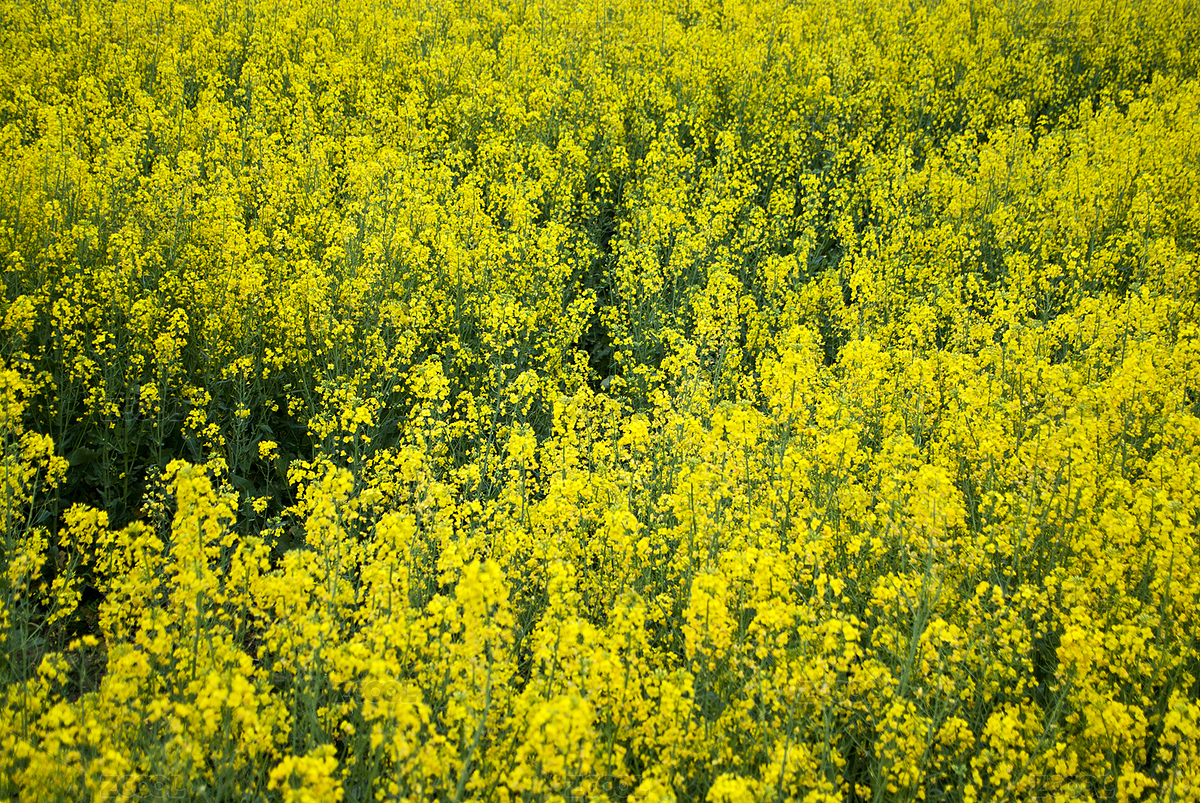 油菜花（主預(yù)覽-7062374） - 未分類 - 站酷設(shè)計(jì)師wmei5881原創(chuàng)素材 - 站酷ZCOOL